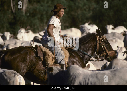 Large scale cattle ranching Parana province Brazil Stock Photo - Alamy