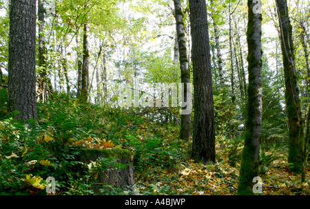 39,022.09321 Fall Forest Leaves on a Hillside with Stump Fall Forest Glade - An Inviting and Warm Place to Gather Your Thoughts or Take a Nap Stock Photo