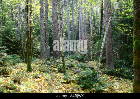 39,022.09327 Fall Forest Leaves on a Hillside with Stump Fall Forest Glade - An Inviting and Warm Place to Gather Your Thoughts or Take a Nap Stock Photo