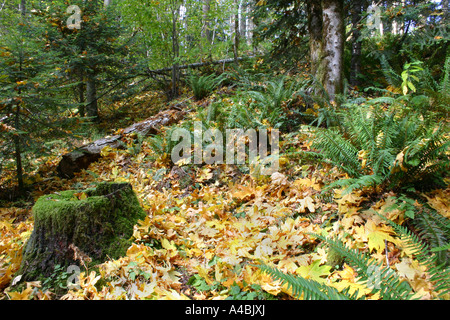 39,022.09346 Fall Forest Leaves on a Hillside with Stump Fall Forest Glade - An Inviting and Warm Place to Gather Your Thoughts or Take a Nap Stock Photo