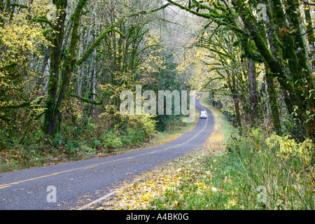 39,029.09478 White Car On A Back-Road Highway Twisting Beneath A Fall Forest Canopy. Stock Photo