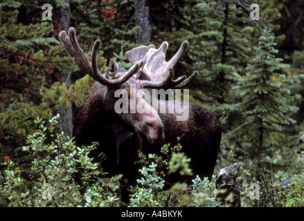 32,361.06100 Close-up of heavily antlered horned rack Moose bull looking sideways. Stock Photo