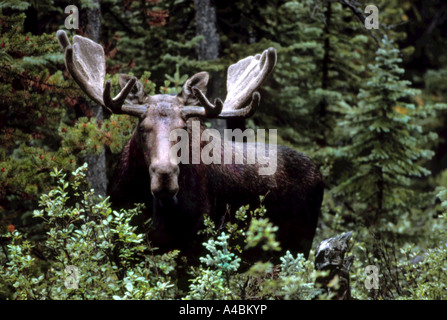 32,361.07100 Close-up of heavily antlered horned rack Moose bull looking forward at you. Stock Photo