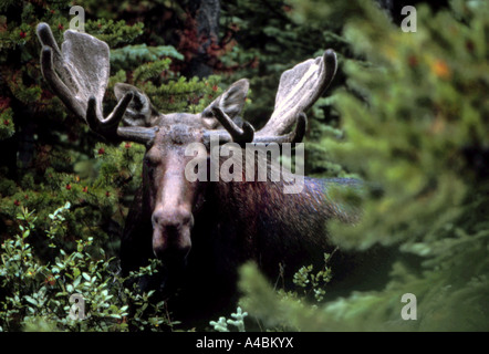 32,361.08100 Close-up of heavily antlered horned rack Moose bull looking forward at you and camera. Stock Photo