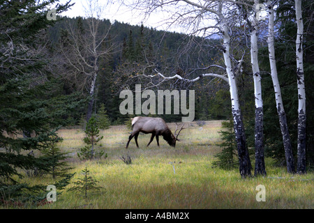 38,258.03895 Bull elk grazing in a sub alpine meadow with quaking aspen, yellow grass, and green conifer trees. Stock Photo