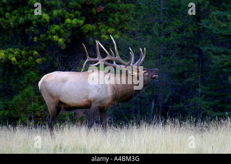 38,615.00755 Bull elk bugling calling a challenge in sub-alpine meadow in forest glade, with 6x6 antlers, neck outstretched, king of the herd, ruler Stock Photo