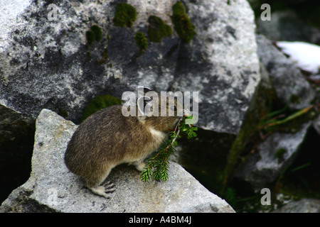 39,017.09137 Pika with fresh-cut food -- small mammals that live in mountain rock and boulder fields Stock Photo