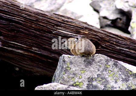 39,017.09151 Pika, rock, lichen, and dead tree-- small mammals that live in mountain rock and boulder fields Stock Photo