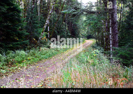 39,022.09315 A Small Backwoods Dirt Road Wandering Off Through the Forest Stock Photo