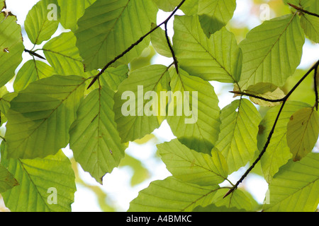 A composition of beautifully backlit bright green beech leaves with out of focus leaves in the background and natural light Stock Photo