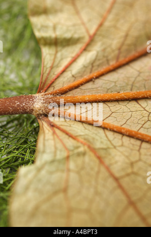 Close up of maple leaf Stock Photo