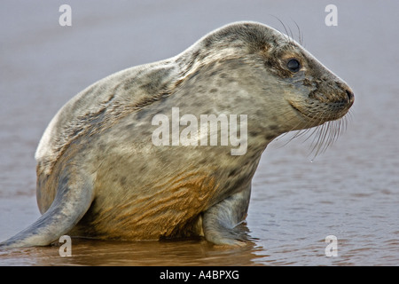 Grey seal pup on beaches of Donna Nook, Lincolnshire Stock Photo