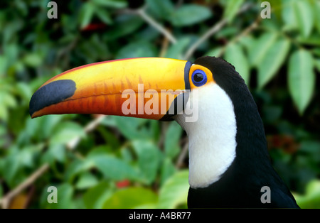 Amazon, Brazil. Yellow-beaked toucan with white throat; Iguassu, on the  Brazil-Paraguay border Stock Photo - Alamy