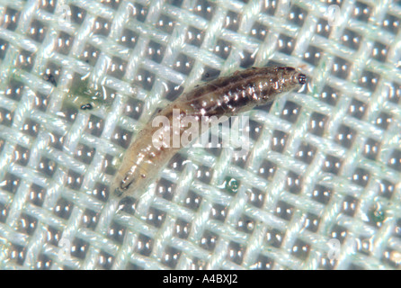 Shore fly or fungus fly Scatella stagnalis larva on glasshouse mesh Stock Photo
