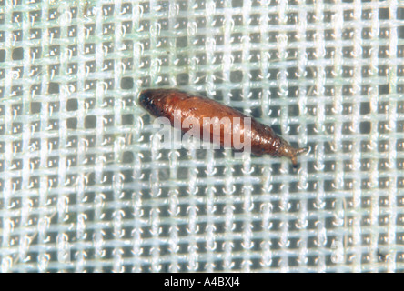 Shore fly or fungus fly Scatella stagnalis pupa on glasshouse mesh Stock Photo