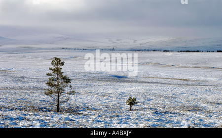 Bleak Dava Moor in the dead of Winter, Morayshire.  XPL 4685-440 Stock Photo