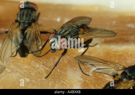 Housefly or house fly Musca domestica feeding on meat Stock Photo