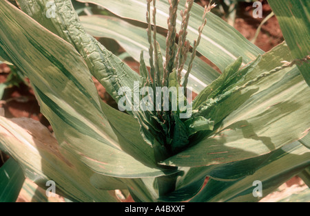 Downy mildew Peronosclerospora sorghi infection of upper leaves tassel of maize or corn plant Stock Photo