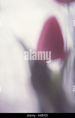 Fuzzy Blurry Tulip Close Up In Window Stock Photo