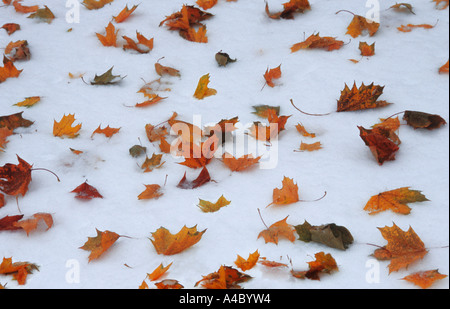 Autumn leaves fallen on the snow after an early snowstorm. Winter weather in the fall. No people. Central Park, New York City Stock Photo
