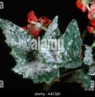 Powdery mildew (Microsphaera begonia) on begonia leaves Stock Photo