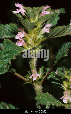 Common Hemp nettle Galeopsis tetrahit in flower Stock Photo