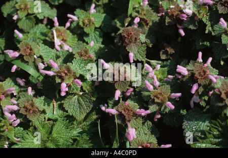 Red dead nettle Lamium purpureum in flower Stock Photo