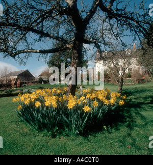 Golden daffodils Narcissus spp flowering underneath an old cider apple tree in a Devon garden Stock Photo