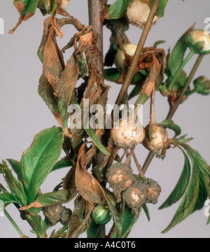 Blossom wilt Monilinia laxa diseased flower buds on Prunus glandulosa Stock Photo