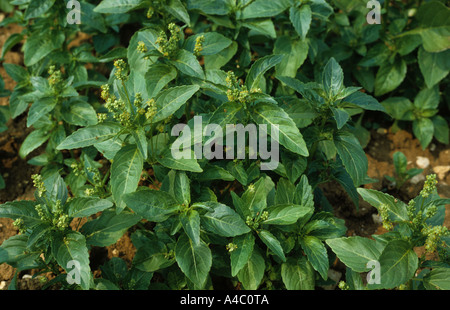 Annual Mercury Mercurialis annua in flower Stock Photo