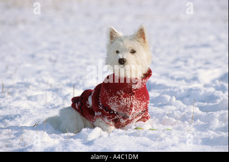 West Highland White Terrier. Adult dog wearing jumper, sitting in snow Stock Photo