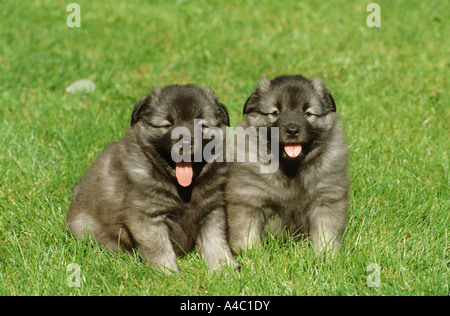 Keeshond. Two puppies sitting in grass Stock Photo
