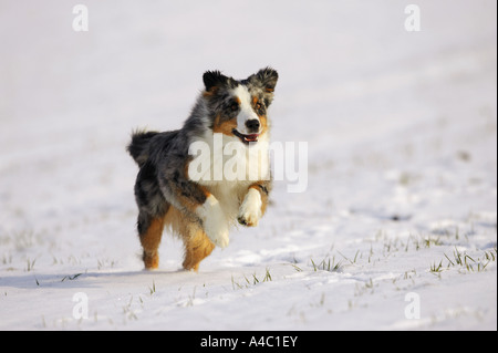 Australian Shepherd running through snow Stock Photo