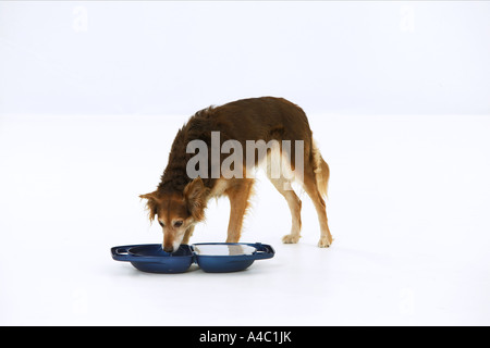 half breed dog eating out of a bowl which is adjustable for height