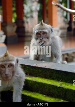 Balinese Macaque Monkey in Temple Pura Prajapati, Ubud, Bali, Indonesia Stock Photo