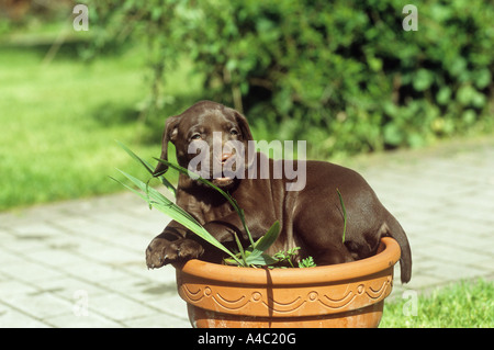 German Shorthaired Pointer. Puppy lying in a flowerpot Stock Photo