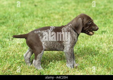 German Shorthaired Pointer - puppy on meadow Stock Photo