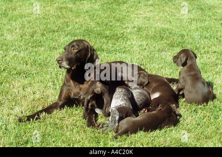 German Shorthaired Pointer - she-dog with puppies Stock Photo