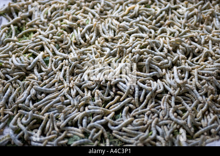 Silk Factory Silk Worms Chiang Mai Thailand Stock Photo