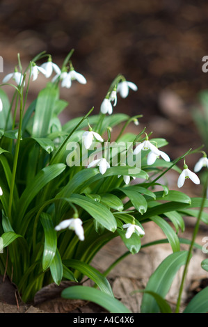 snowdrop white flowers Galanthus ikariae Amaryllis Family Amaryllidaceae Stock Photo