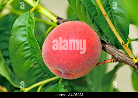 Apricot (Prunus armeniaca), variety: Bergarouge, fruit on tree. Stock Photo