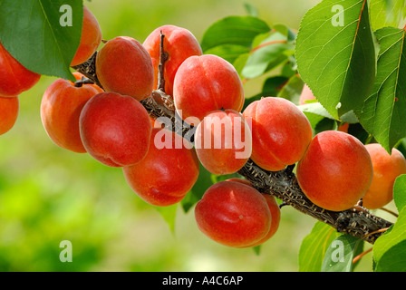Apricot (Prunus armeniaca), variety: Bergarouge, fruit on tree Stock Photo