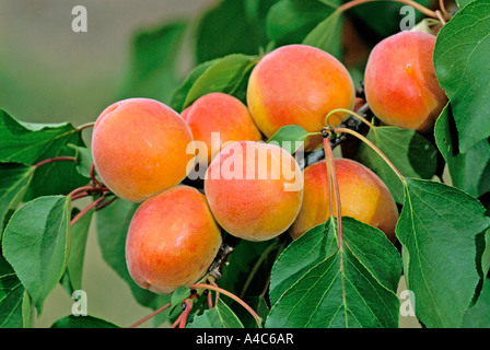 Apricot (Prunus armeniaca), variety Bergarouge, fruit on tree. Germany July Stock Photo