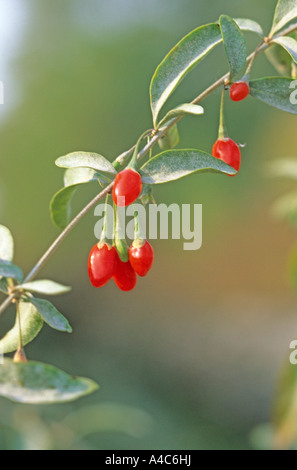 Boxthorn, Chinese Wolfberry (Lycium barbarum), twig with fruit Stock Photo