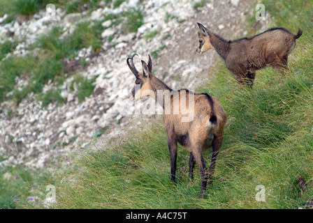 Chamois (Rupicapra rupicapra), female with young standing on a slope Stock Photo