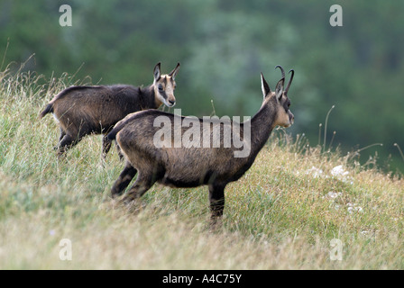 Chamois (Rupicapra rupicapra), female with young standing on grassy slope Stock Photo
