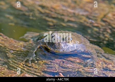 Yellow-bellied Toad, Yellowbelly Toad, Variegated Fire Toad (Bombina variegata) in shallow water Stock Photo