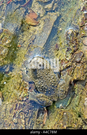 Yellow-bellied Toad, Yellowbelly Toad, Variegated Fire Toad (Bombina variegata) in shallow water Stock Photo