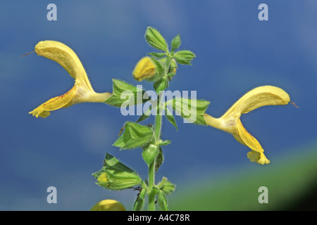 Yellow Flowered Sage, Jupiter's distaff (Salvia glutinosa), flowers Stock Photo