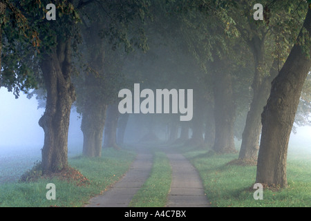 Lime (Tilia sp) tree lined avenue in Mecklenburg Western Pomerania in early morning mist Stock Photo